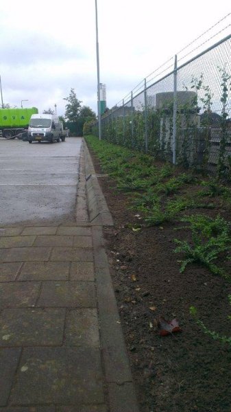 Beplanting