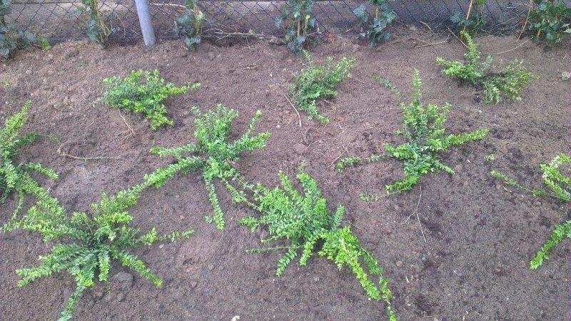 Beplanting