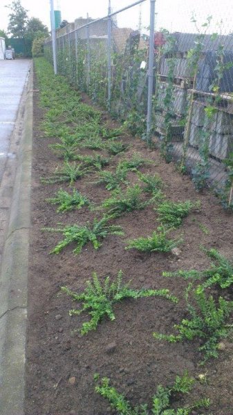 Beplanting