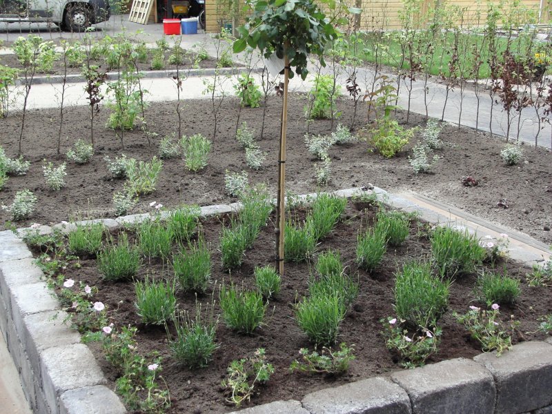 Beplanting