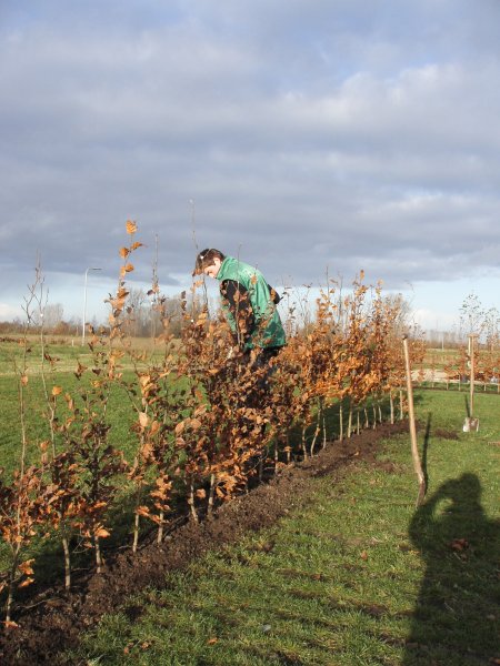Beplanting