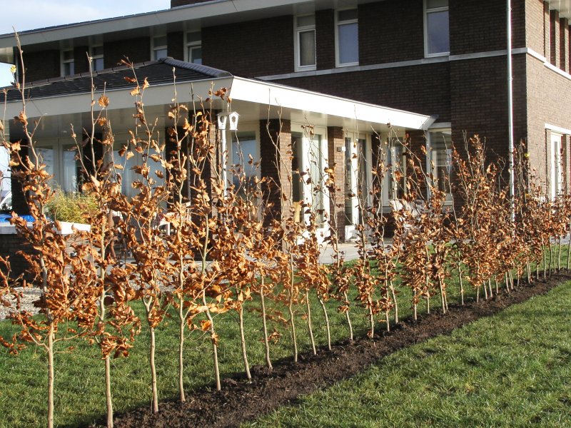 Beplanting