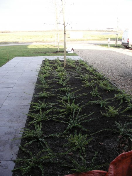 Beplanting
